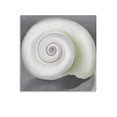 thumbnail image 1 of American Artist Georgia O'Keeffe Shell Poster Canvas Art Poster and Wall Art Picture Print Modern Family bedroom Decor Posters 20x20inch(50x50cm), 1 of 5