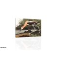 thumbnail image 1 of American Avocet - CANVAS OR PRINT WALL ART, 1 of 1