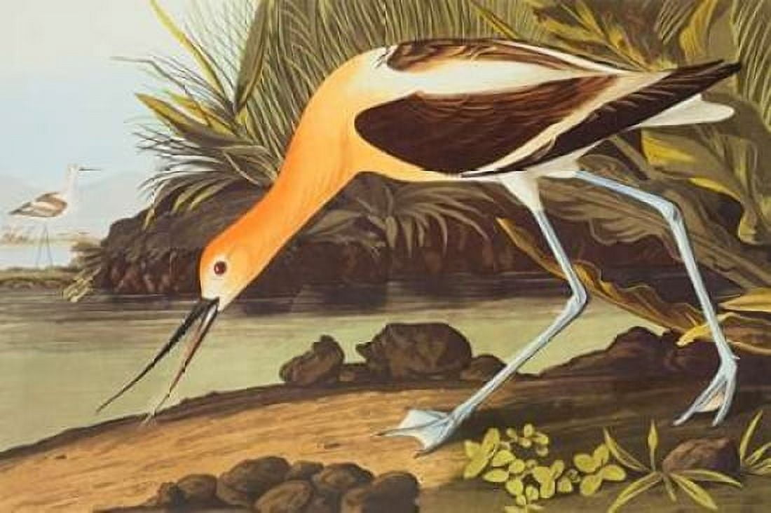American Avocet Canvas Art - John James Audubon (12 x 18)