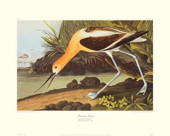 American Avocet (decorative border) Canvas Art - John James Audubon (24 x 30)