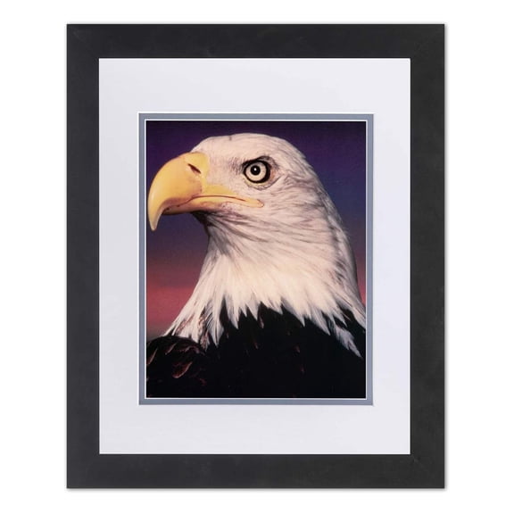 American Bald Eagle Bird Close Up Head Shot Wall Picture W/G Matted Framed Art Print