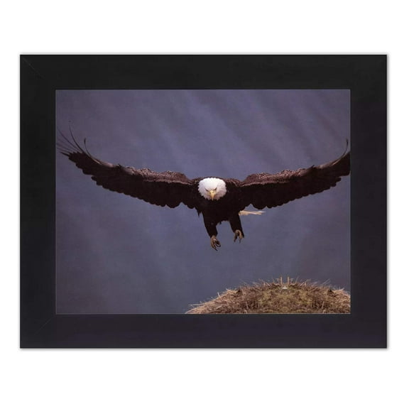 American Bald Eagle Bird Wings Open Lands in Nest Wall Picture Black Framed