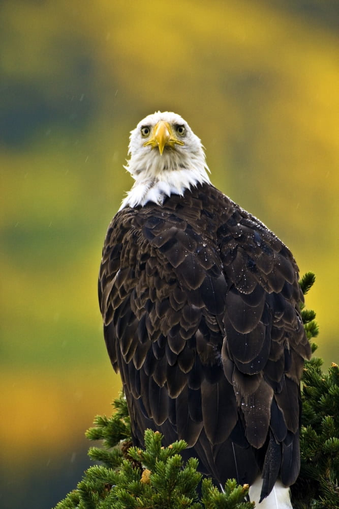 American Bald Eagle Perched On Evergreen Branch Canvas Art - Richard Wear Design Pics (24 x 36)