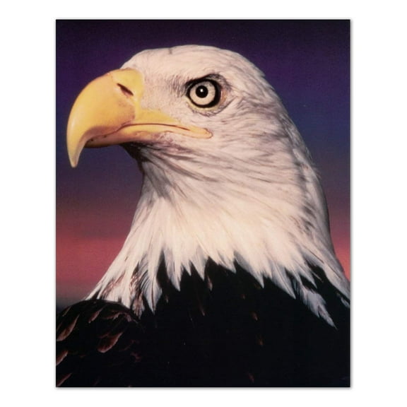 American Bald Eagle Portrait Animal Wildlife Wall Picture 16x20 Art Print