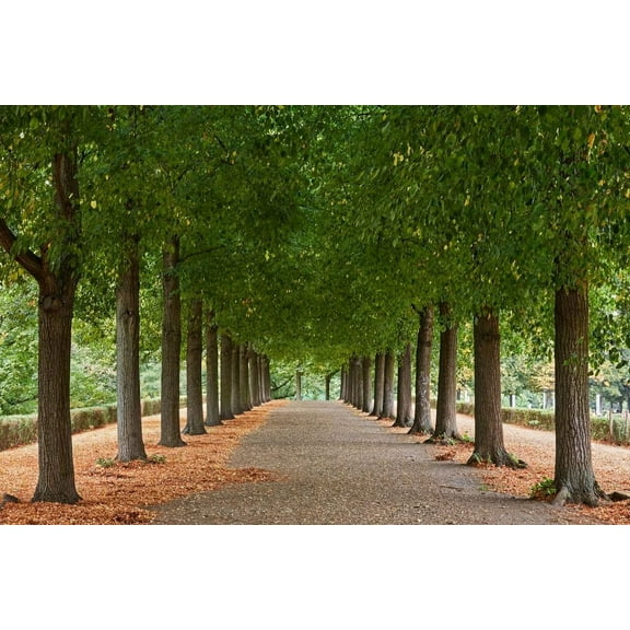 CZ 2 Grain American Basswood Plant Seeds, Fast Growing