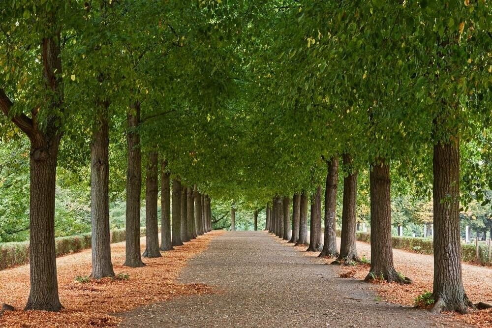 American Basswood Tree Seedlings for Planting (Tilia Americana