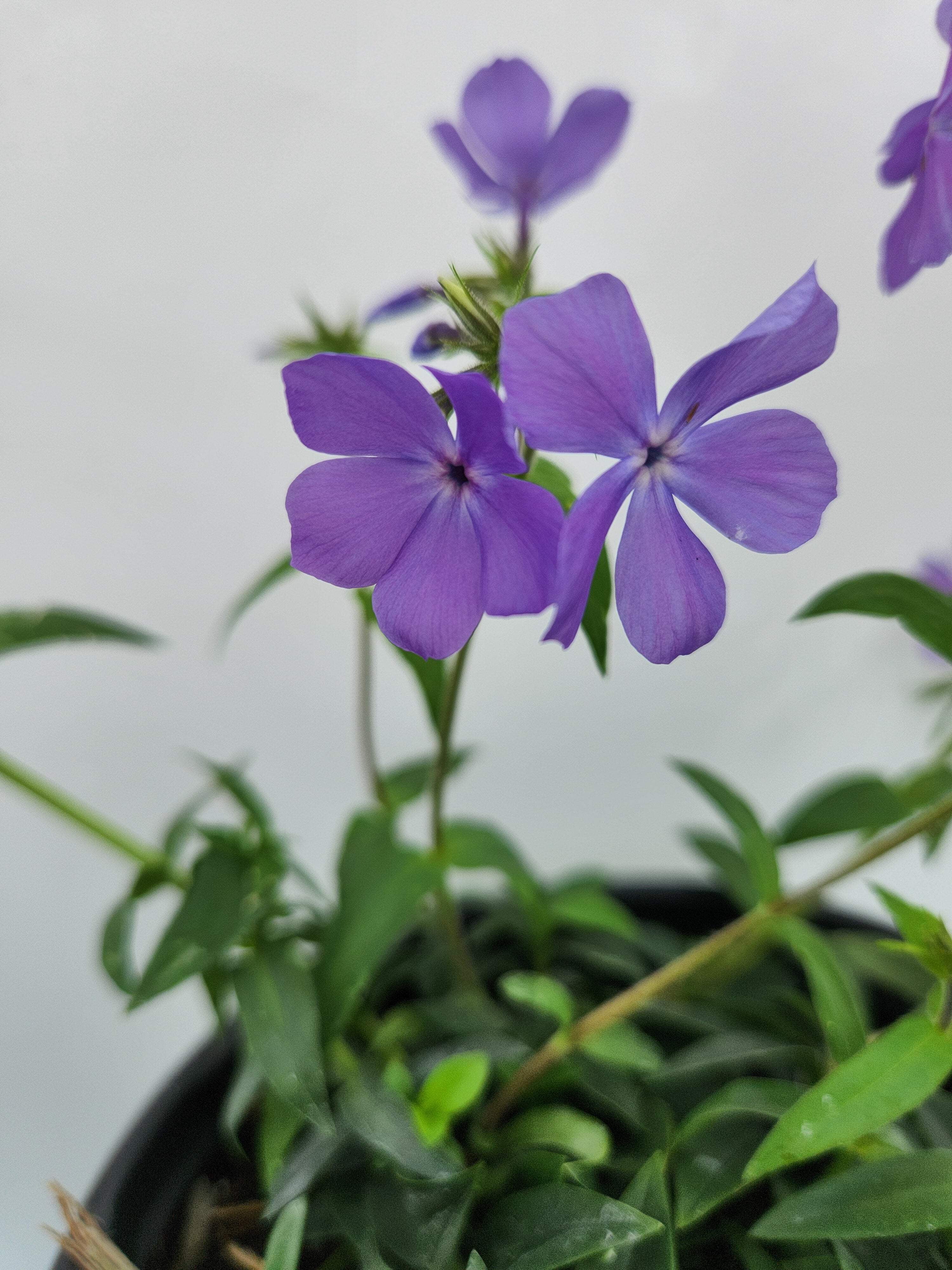 American Beauties Native Plants Blue Moon Woodland Phlox - Thumbnail 3