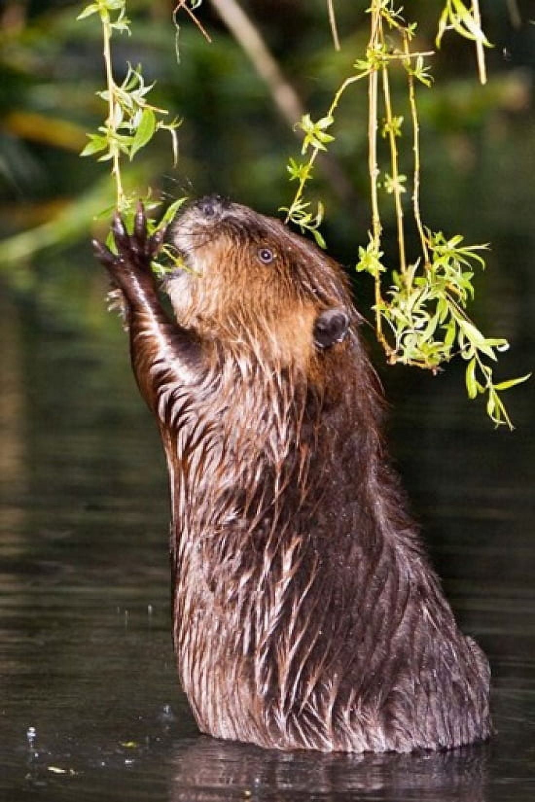American Beaver Stanley Park British Columbia Canvas Art - Paul Colangelo DanitaDelimont (17 x 26)