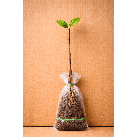 CZ Grain 1 Seedling American Beech Live Trees, Hardy