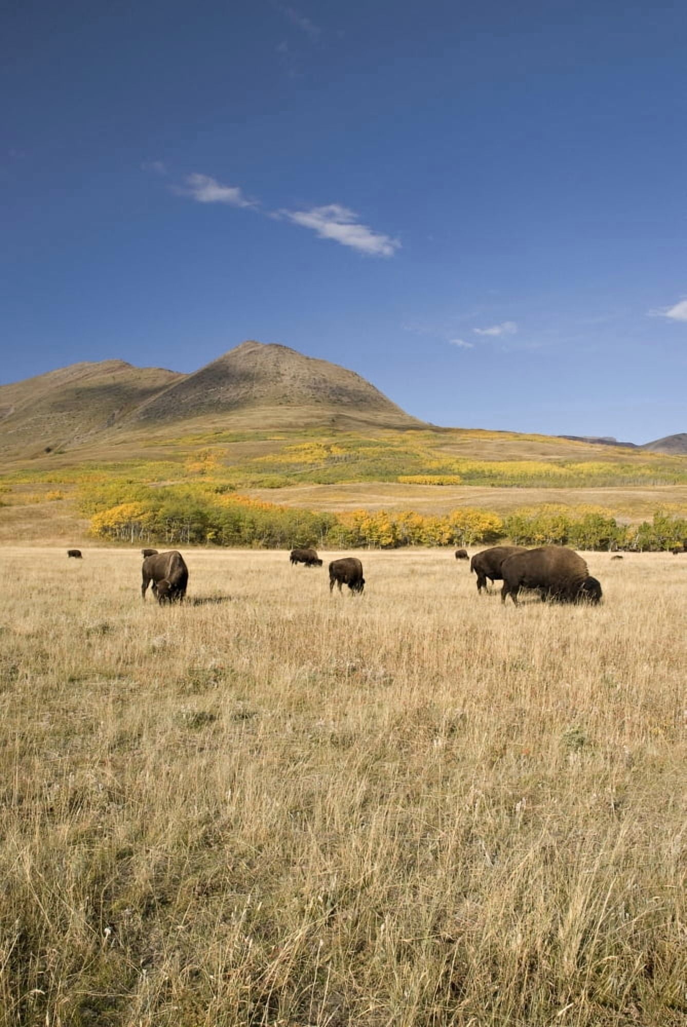 American Bison (Bison Bison) Southern Alberta Canada Canvas Art - Philippe Widling Design Pics (22 x 34)