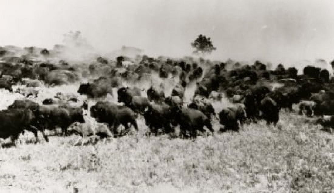 American Bison Canvas Art - (18 x 24)