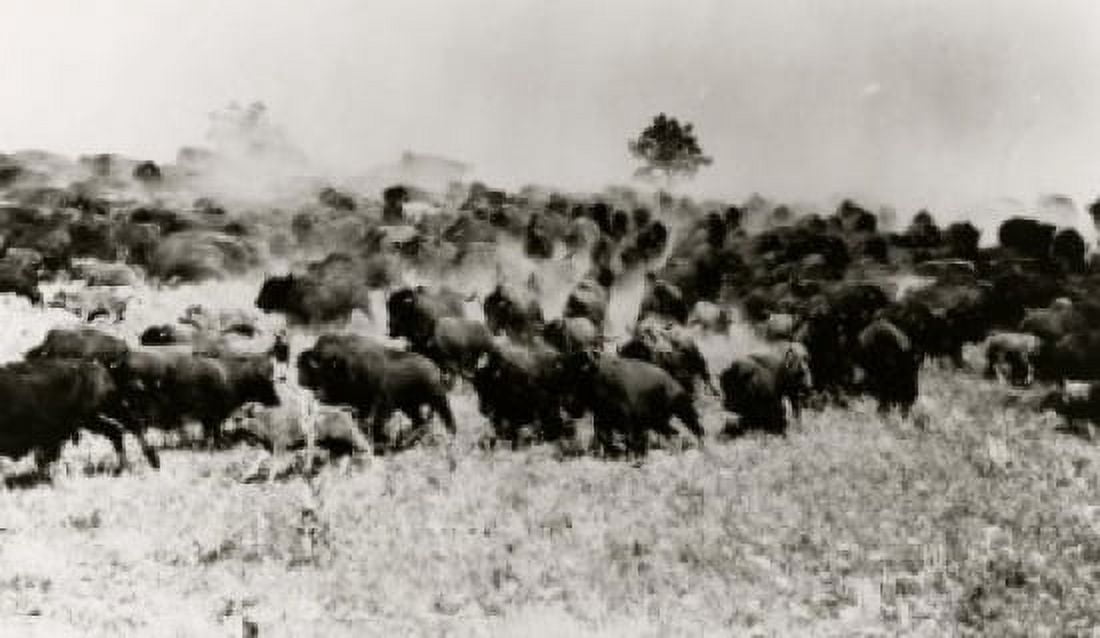 American Bison Canvas Art - (24 x 36)