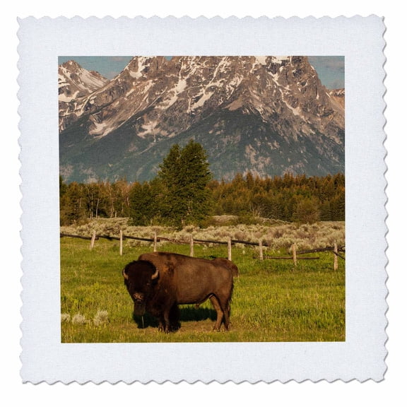 3dRose, American Bison, Grand Teton National Park, Wyoming., 10x10 inch quilt square