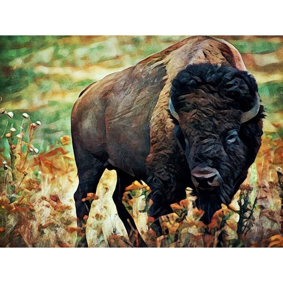 American Bison Grassland Graze by Ashley Aldridge (36 x 24)