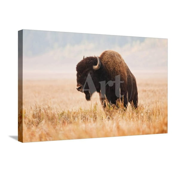 American Bison herd in Teton National Park, Wyoming, USA, Stretched Canvas Wall Art by Larry Ditto Sold by Art.Com