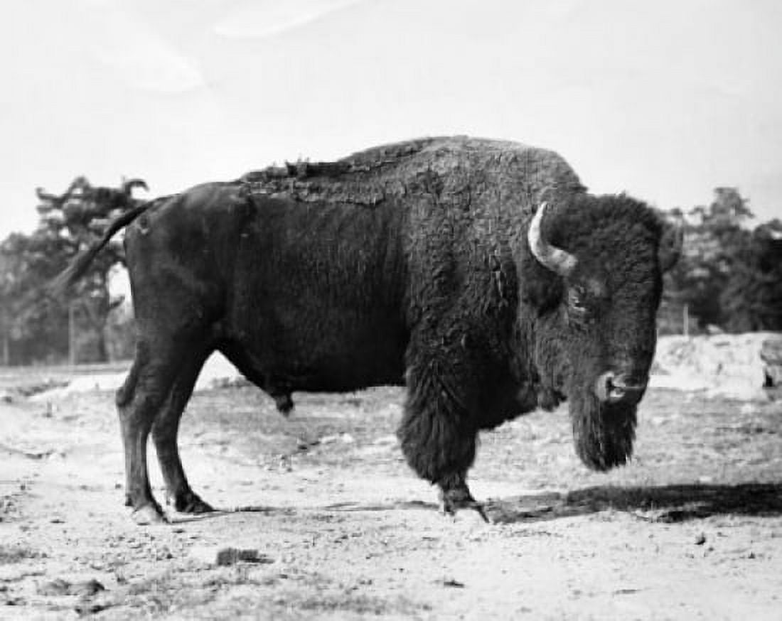 American Bison standing (Bison bison) Canvas Art - (18 x 24)