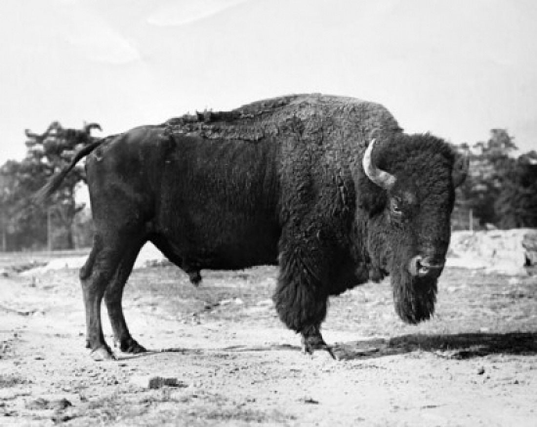 American Bison standing (Bison bison) Canvas Art - (24 x 36)