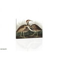 thumbnail image 1 of American Bittern - Audubon - CANVAS OR PRINT WALL ART, 1 of 1