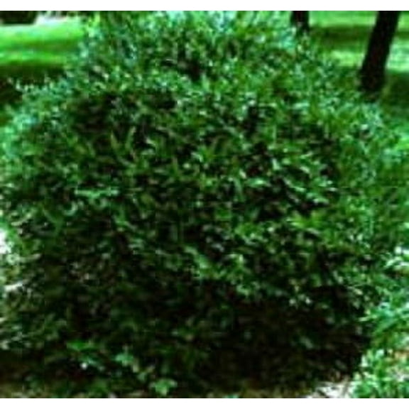 American Boxwood Gallon