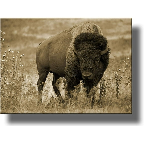 American Buffalo Picture, Made on Stretched Canvas, Wall Art Décor, Ready to Hang!