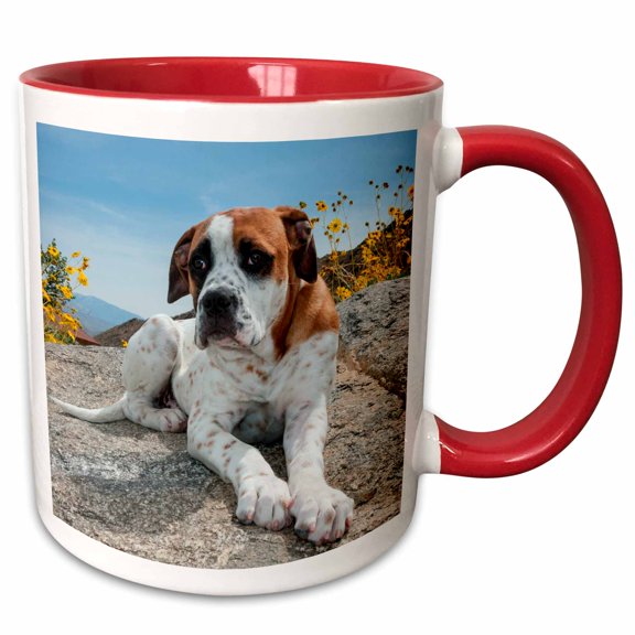 3drose, American Bulldog Puppy Rests on a Boulder, Mr, 11oz Two-tone Red Mug