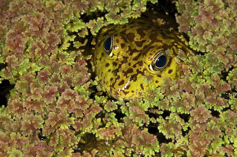 American Bullfrog (Rana Catesbeiana) California Usa Bullfrog Hiding In Duckweed Canvas Art - Jack Goldfarb Design Pics (34 x 22)