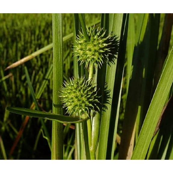American Bur Reed Seeds for Planting (50 Seeds) - Sparganium americanum