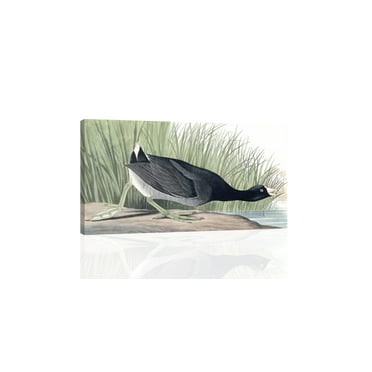 "American Coot, Audubon - Canvas or Print Wall Art"
