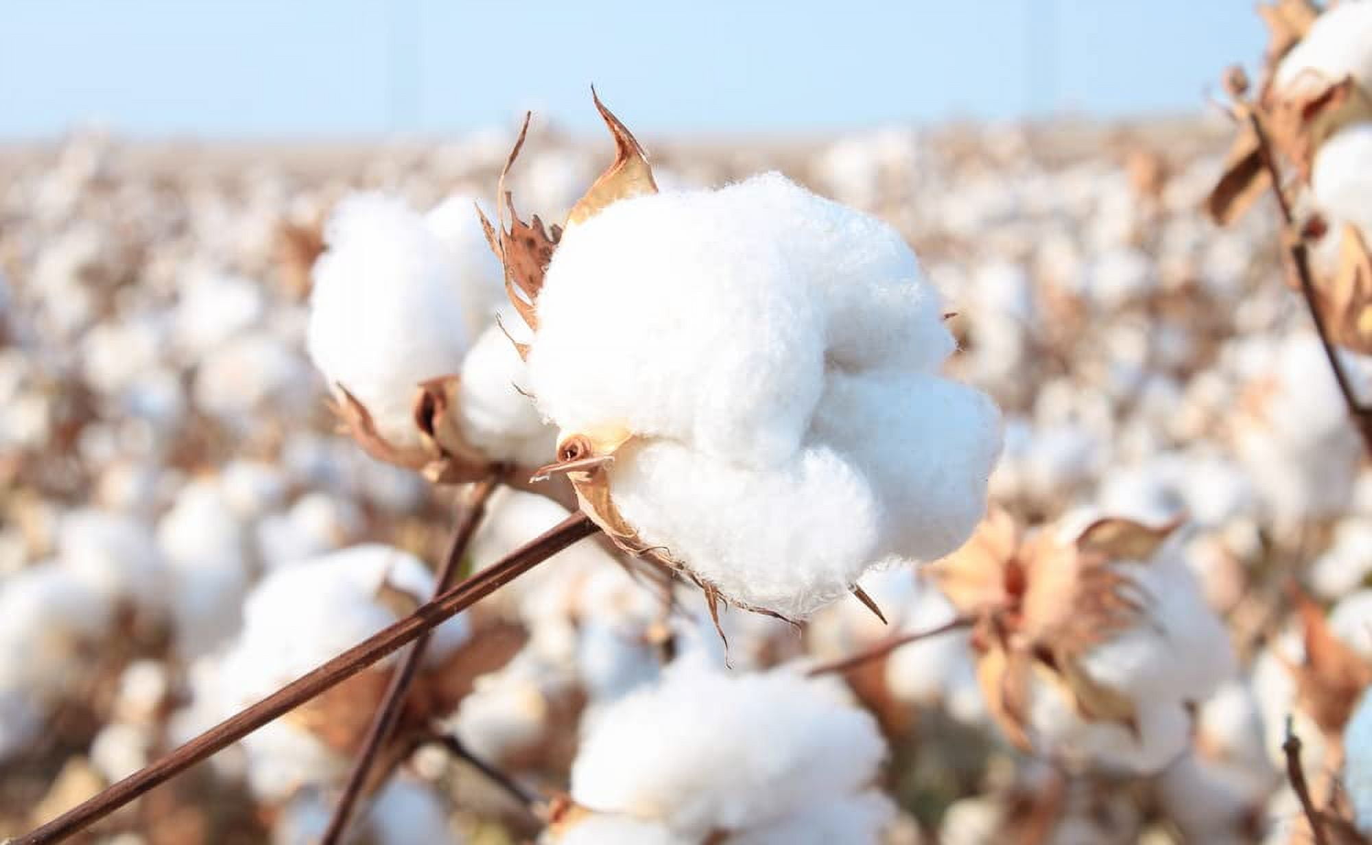 American Cotton Seeds for Planting - Gossypium hirsutum - (100 Seeds) -  Walmart.com