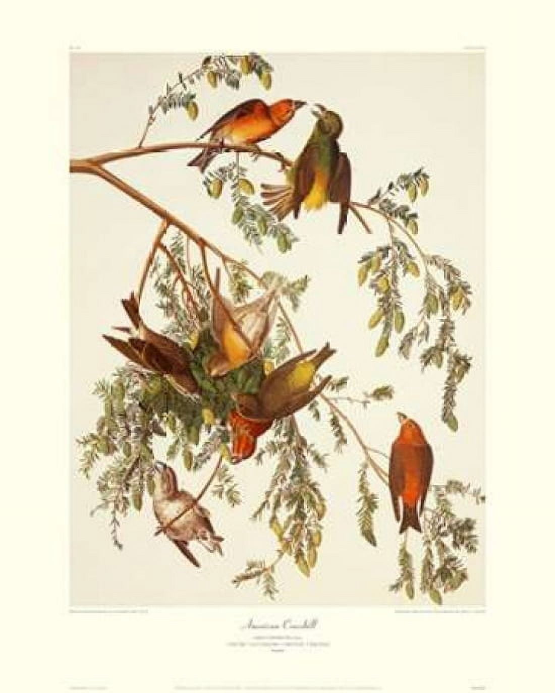 American Crossbill (decorative border) Canvas Art - John James Audubon (24 x 30)