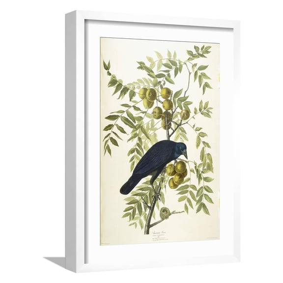 Art.com American Crow, 1833 Giclee Print by John James Audubon, White Frame Wall Art, 17" x 23"