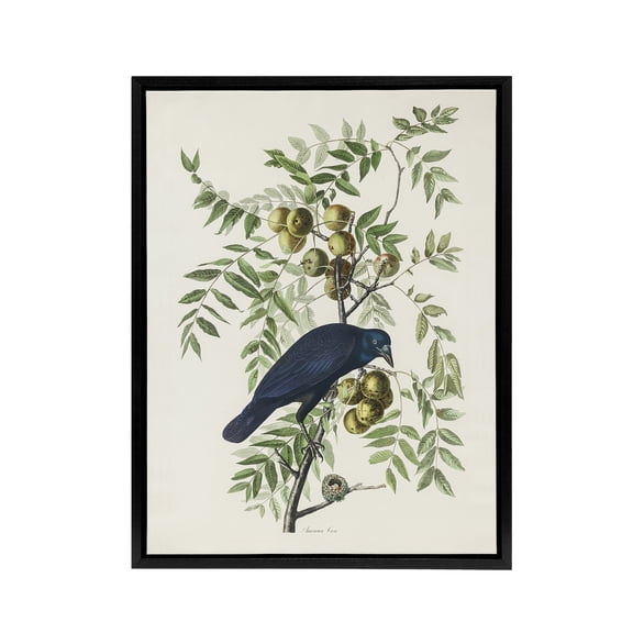 American Crow on Walnut Tree Audubon Nature Black Framed Canvas Wall Art 24X32"
