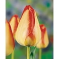 American Dream Darwin Hybrid Tulip 10 bulbs