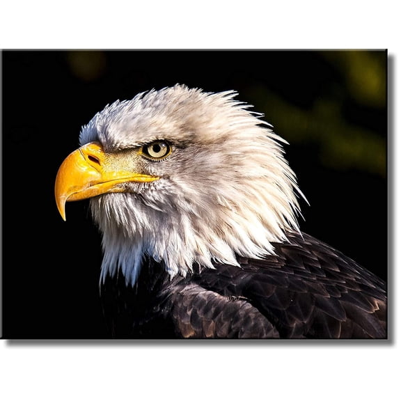 American Eagle Black and White Picture on Stretched Canvas, Wall Art Décor, Ready to Hang