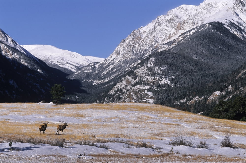 American Elk (Cervus Elaphus Nelsoni) Rocky Mountain National Park Colorado Canvas Art - Philippe Henry Design Pics (17 x 11)