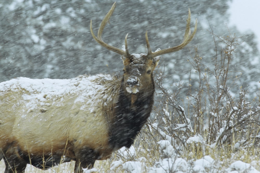 American Elk (Cervus Elaphus Nelsoni) Rocky Mountain National Park Colorado Canvas Art - Philippe Henry Design Pics (17 x 11)