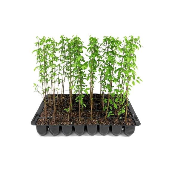 American Elm | 20 Live Trees | Ulmus Americana | Large Shade Canopy for Landscapes | Fast-Growing Deciduous Plants for Yards
