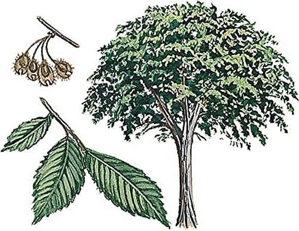 American Elm Tree Seeds (Ulmus Americana) jocad (120+ Seeds) Grown in Ohio