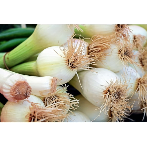 American Flag Leek Seeds/ Perennial/ Full Sun/ 7K Seeds 1 oz/ Zellajake Farm and Garden - B181