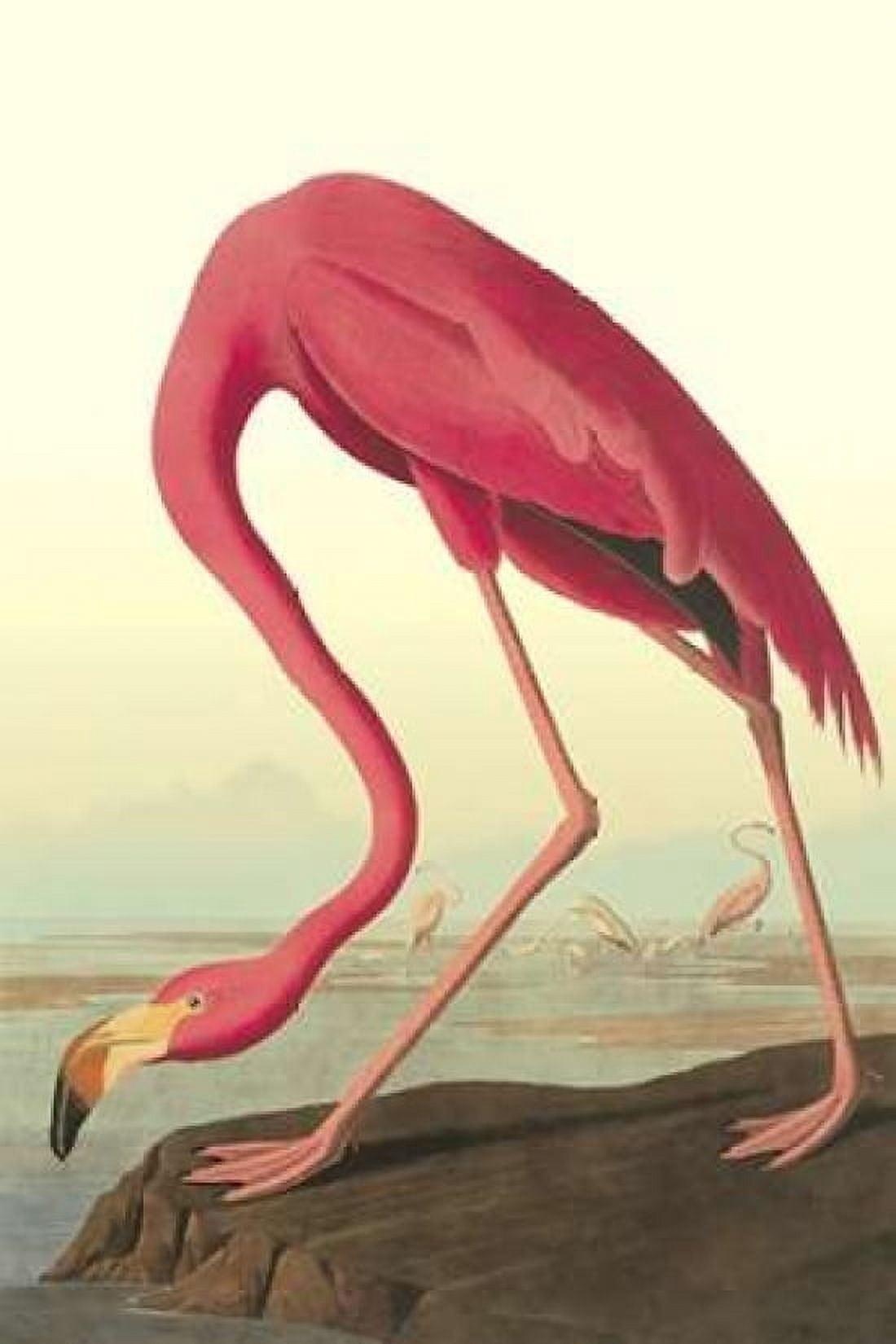 American Flamingo Canvas Art - John James Audubon (12 x 18)