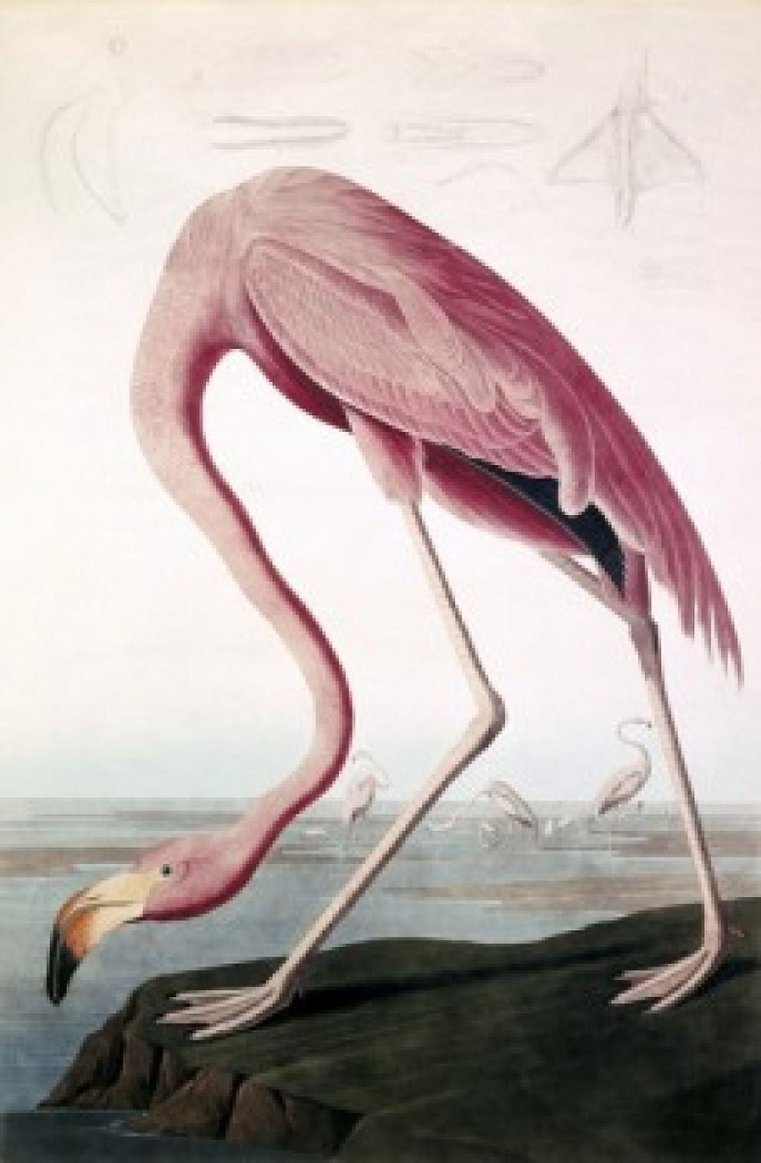 American Flamingo John James Audubon (1785-1851American) Lithograph Canvas Art - John James Audubon (24 x 36)