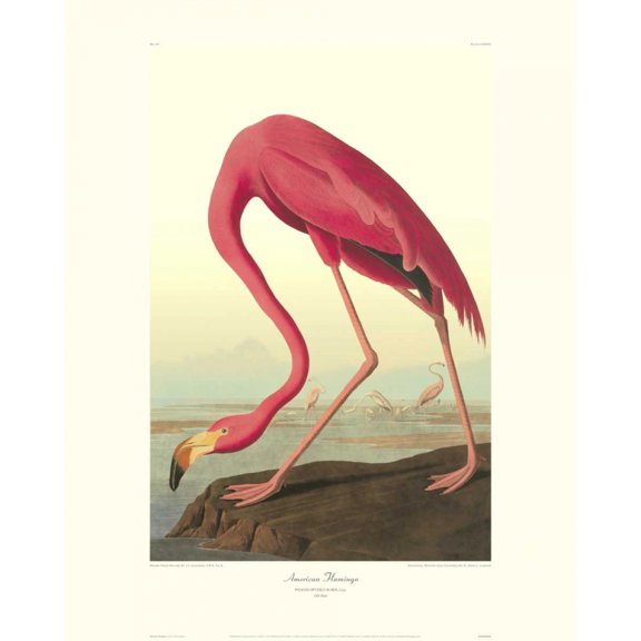 American Flamingo (decorative border) Poster Print by John James Audubon (10 x 8)