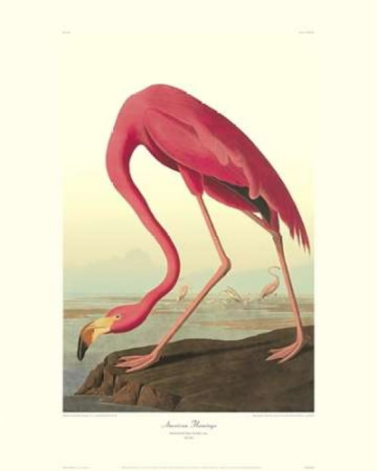 American Flamingo (decorative border) Canvas Art - John James Audubon (24 x 30)