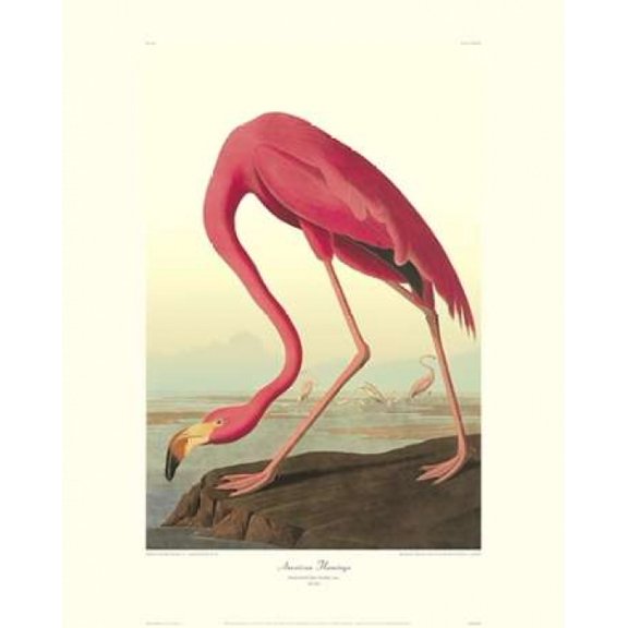 American Flamingo (decorative border) Canvas Art - John James Audubon (24 x 30)