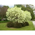 thumbnail image 1 of American Fringe Tree - Live Tree in a 3 Gallon Pot - Chionanthus Virginicus - Native Plant Beautiful Foliage Easy Care Deciduous Flowering Tree, 1 of 6