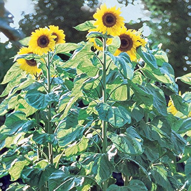 American Giants hybrid Sunflower seeds 50 seedsAmerican Giants hybrid
