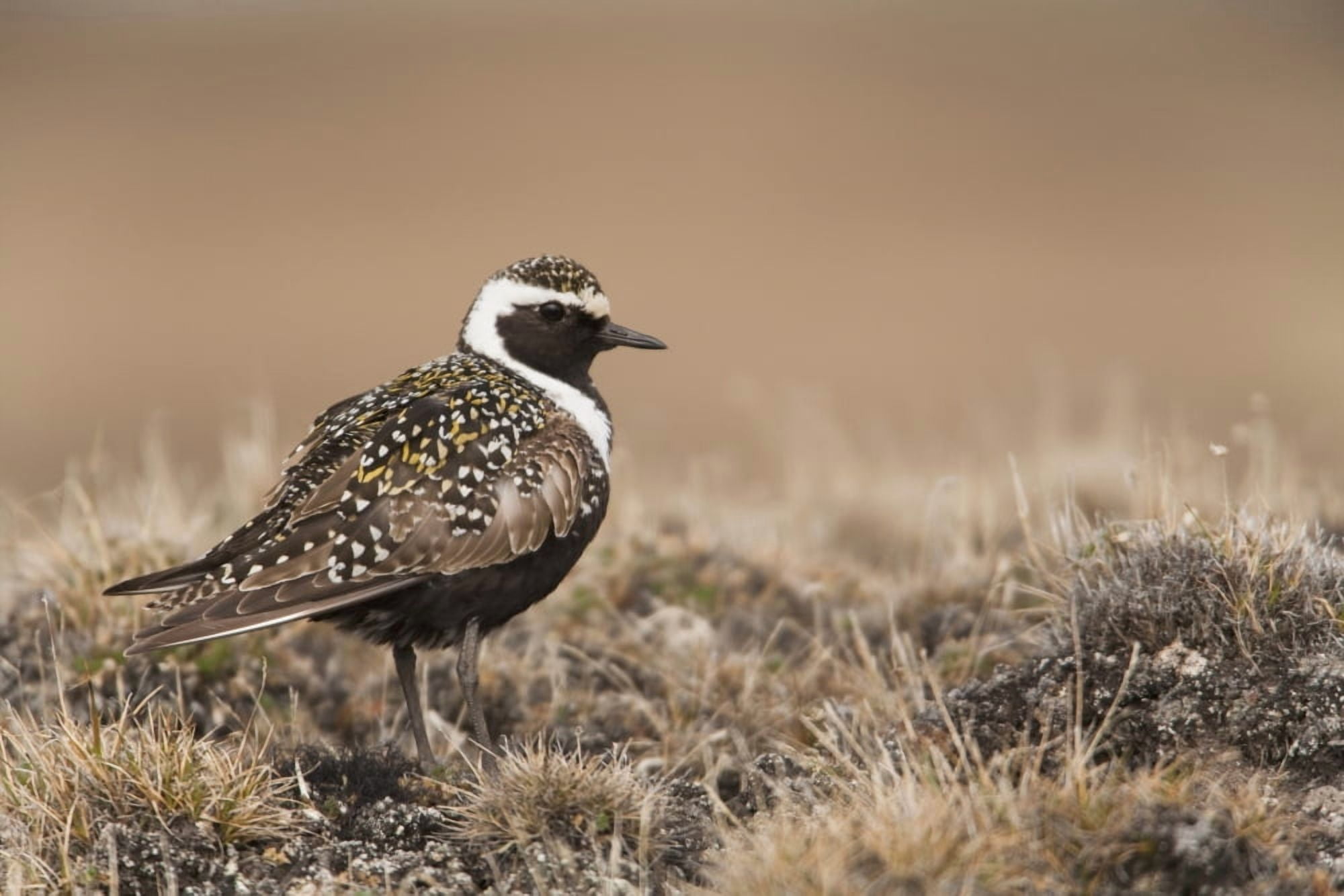 American Golden-Plover Stands On Tundra Of The Arctic Coastal Plain National Petroleum Reserve Arctic Alaska Spring Canvas Art - Milo Burcham Design Pics (19 x 12)