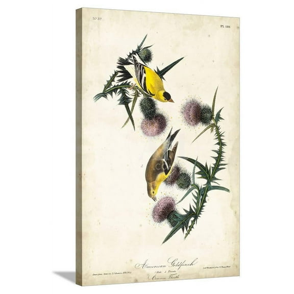 American Goldfinch, Animals Stretched Canvas Wall Art by John James Audubon Sold by Art.Com