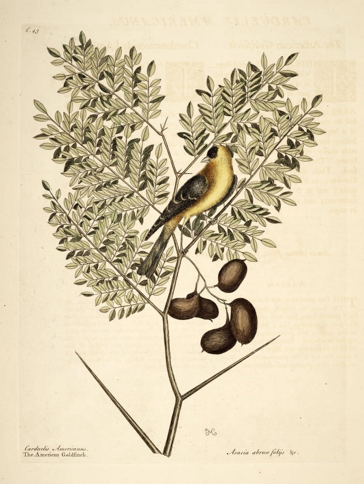American Goldfinch Canvas Art - Mark Catesby (24 x 36)