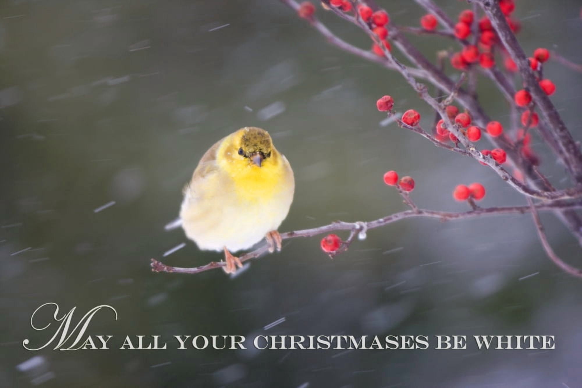 American Goldfinch (Carduelis tristis) in Common Winterberry (Ilex verticillata) in winter Marion Illinois USA Canvas Art - Richard & Susan Day Danita Delimont (17 x 11)